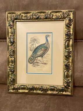 Vintage Meleagkis Ocellata Turkey Custom Framed Print